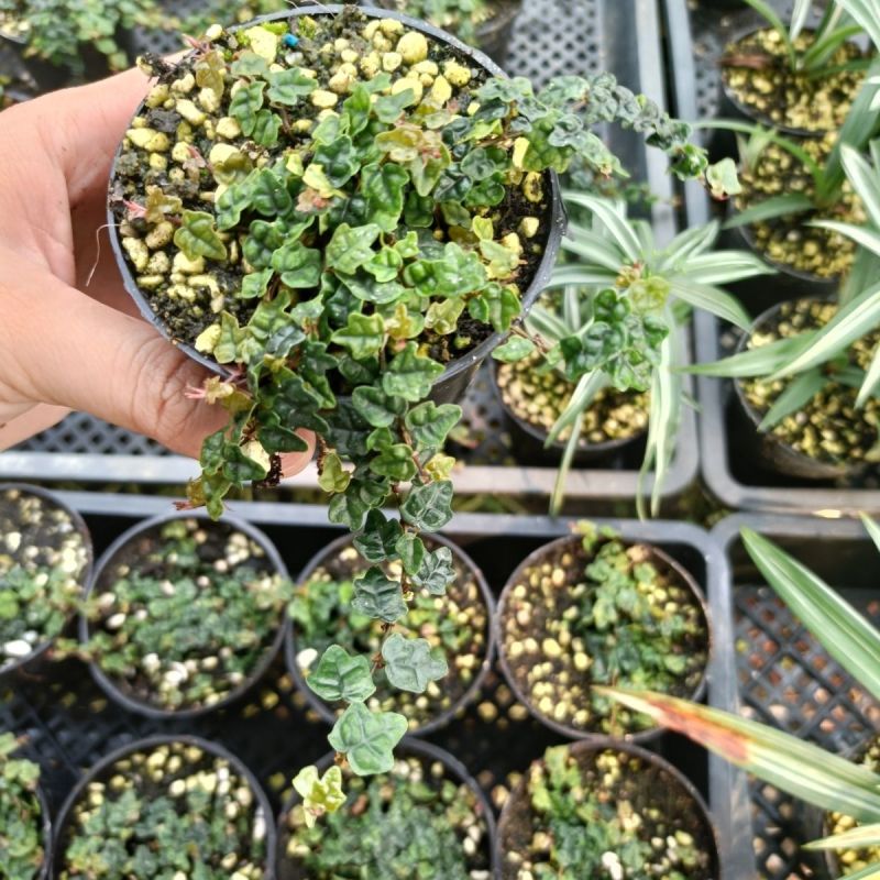 迷你薜荔盆栽小苗雨淋缸植物观叶绿植桌面小型盆栽耐热