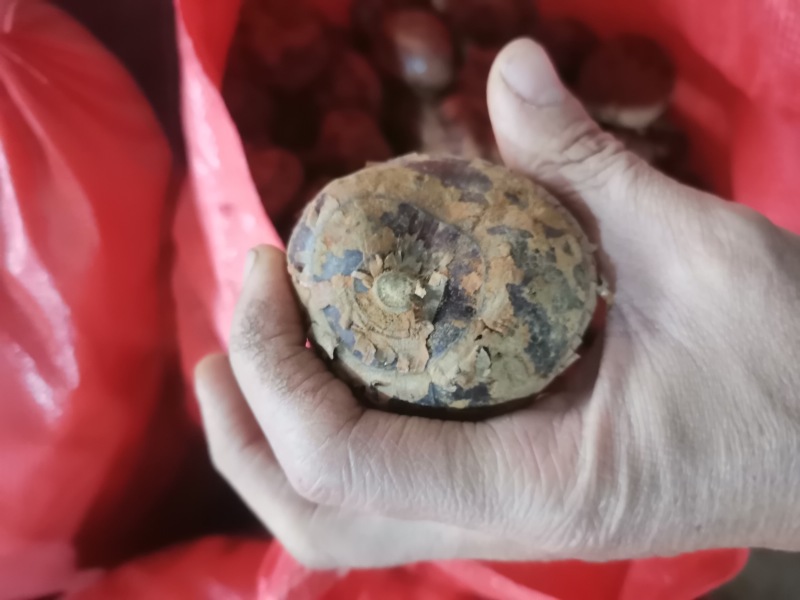 大量马蹄荸荠上市！电商货！加工货！市场货都有！不满意包退