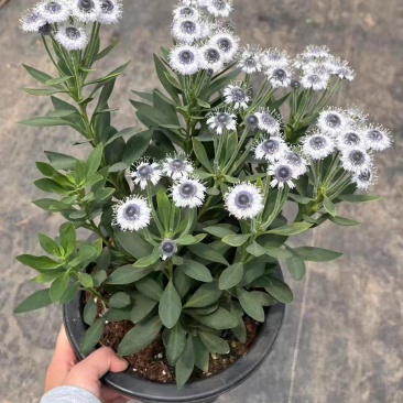 蓝眼睛地团花进口多年生高级花材盆栽阳台耐寒耐热花