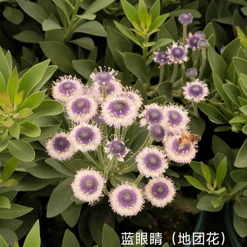蓝眼睛地团花进口多年生高级花材盆栽阳台耐寒耐热花
