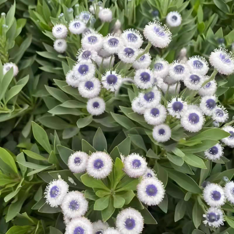 蓝眼睛地团花进口多年生高级花材盆栽阳台耐寒耐热花