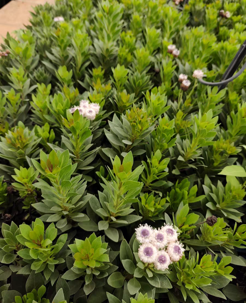 蓝眼睛地团花进口多年生高级花材盆栽阳台耐寒耐热花