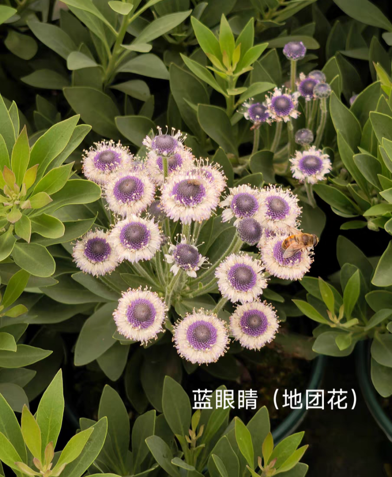 蓝眼睛地团花进口多年生高级花材盆栽阳台耐寒耐热花