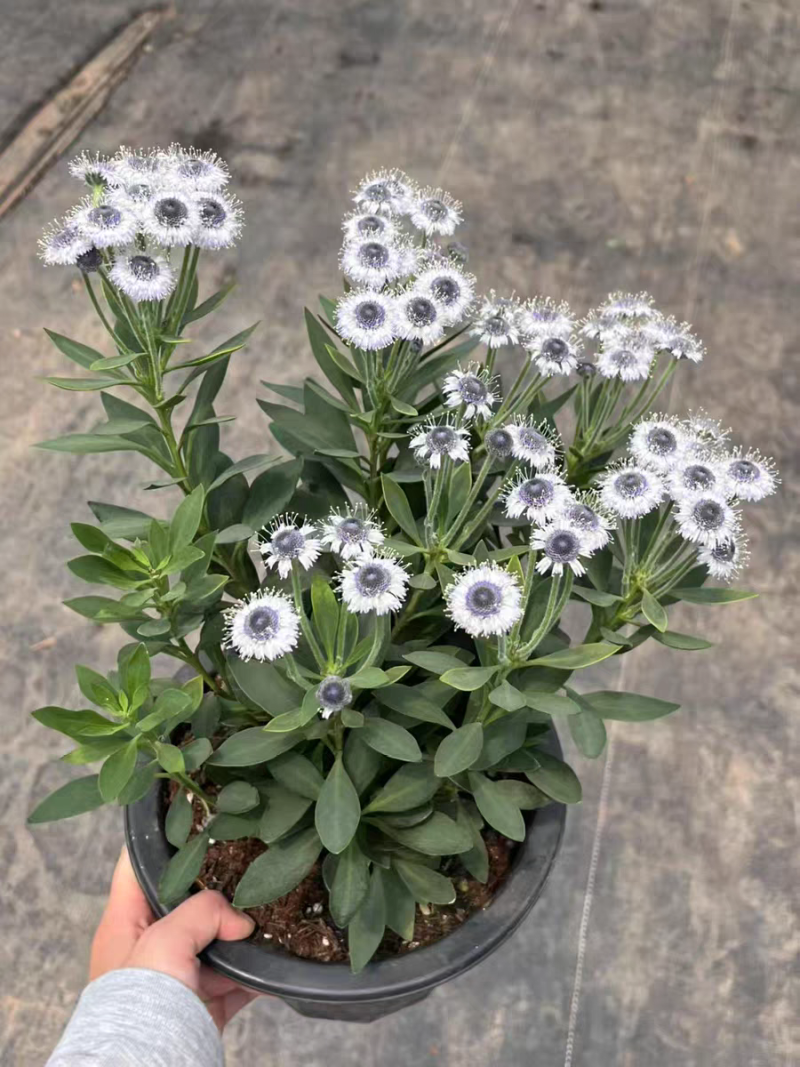 蓝眼睛地团花进口多年生高级花材盆栽阳台耐寒耐热花