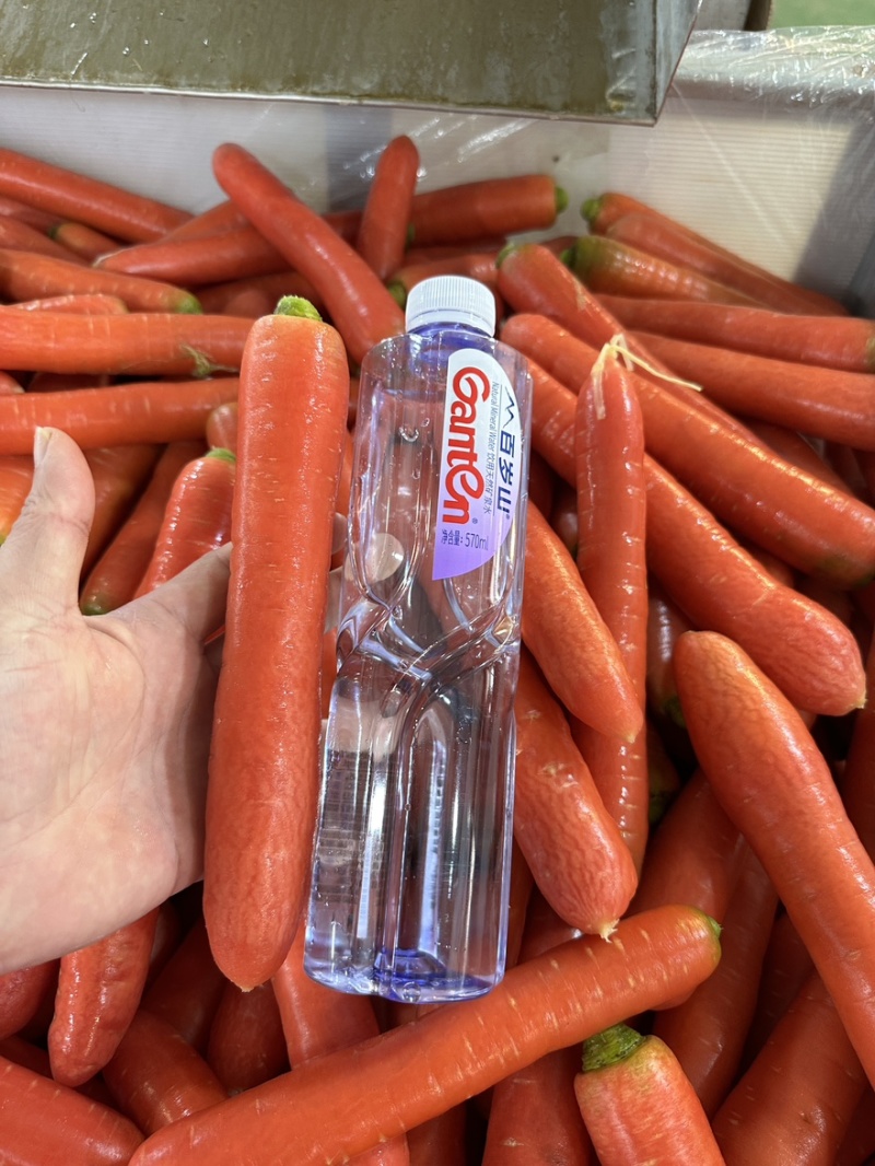 渭南精品水果红萝卜货源充足规格齐全视频看货发货