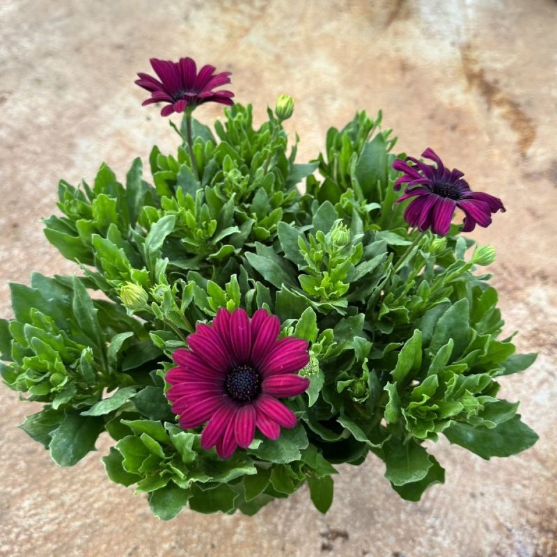 非洲蓝目菊盆栽带花苞阳台窗台菊花植物花苗四季开花不断