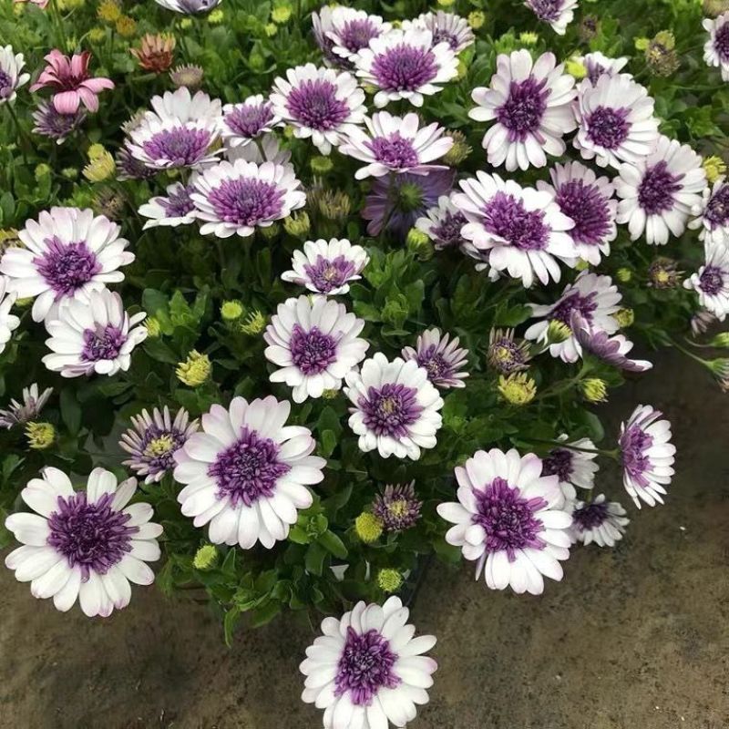 非洲蓝目菊盆栽带花苞阳台窗台菊花植物花苗四季开花不断