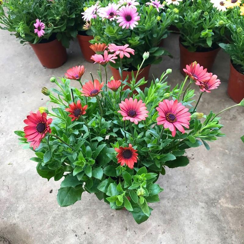 非洲蓝目菊盆栽带花苞阳台窗台菊花植物花苗四季开花不断