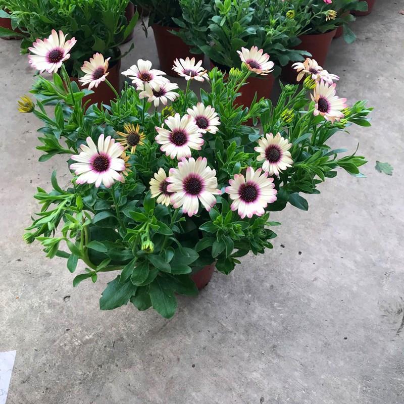 非洲蓝目菊盆栽带花苞阳台窗台菊花植物花苗四季开花不断
