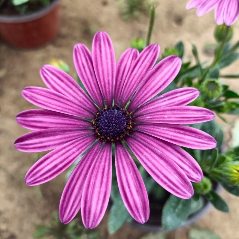 非洲蓝目菊盆栽带花苞阳台窗台菊花植物花苗四季开花不断