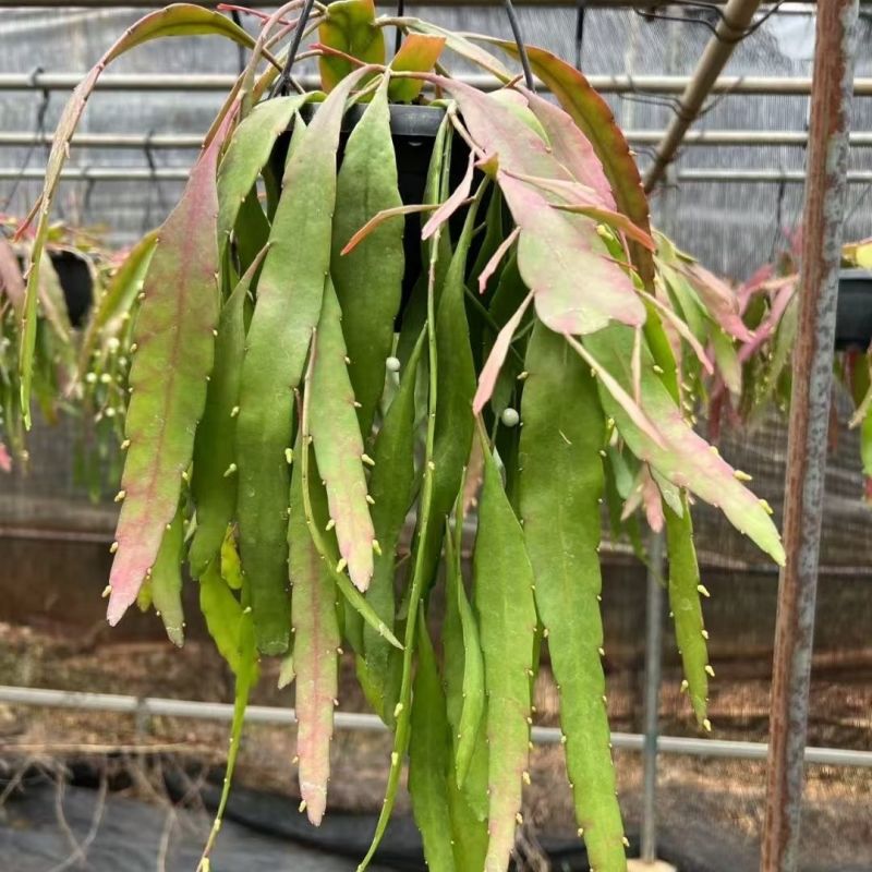 红叶丝苇稀有垂吊盆栽绿植室内外开花结果耐高温越晒越红