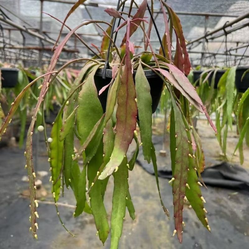 红叶丝苇稀有垂吊盆栽绿植室内外开花结果耐高温越晒越红