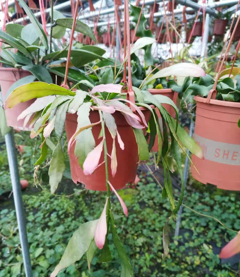 红叶丝苇稀有垂吊盆栽绿植室内外开花结果耐高温越晒越红