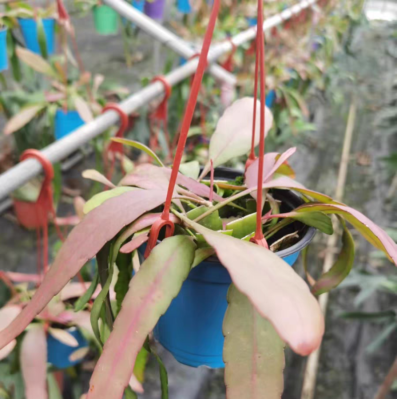 红叶丝苇稀有垂吊盆栽绿植室内外开花结果耐高温越晒越红