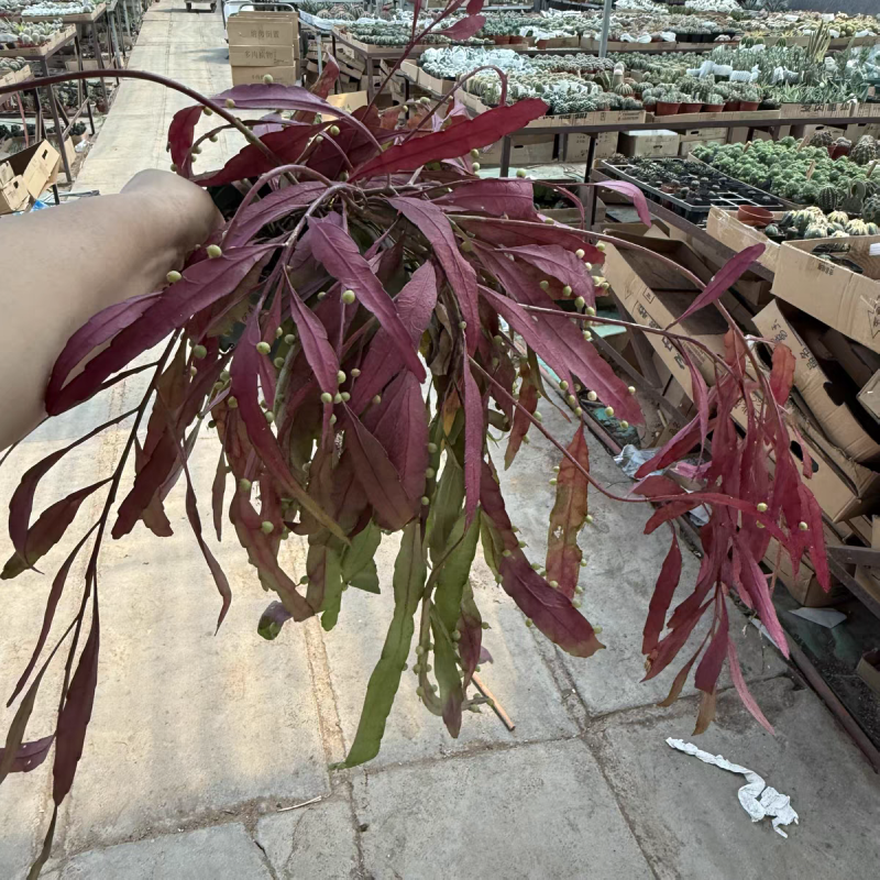 红叶丝苇稀有垂吊盆栽绿植室内外开花结果耐高温越晒越红