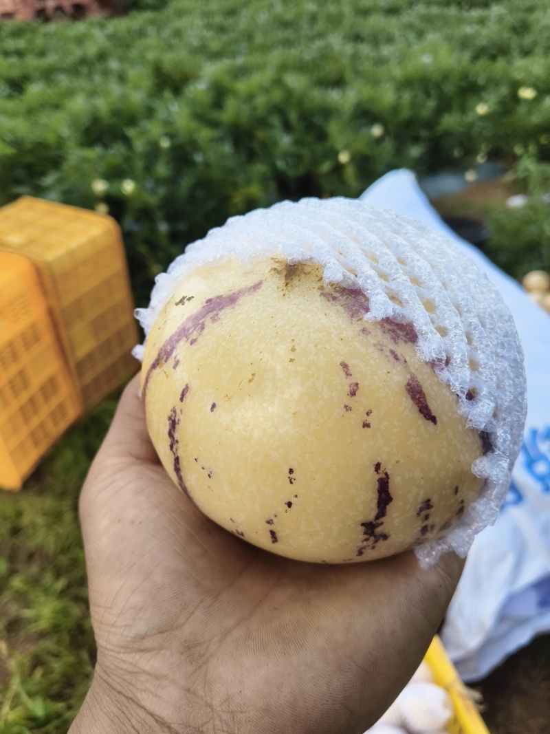 自然树熟人参果，水果界的灌汤包