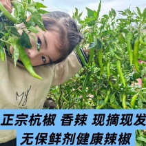 精品杭椒品质好色泽亮丽质量有保障适合电超各市场批发有售联