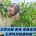 精品杭椒品质好色泽亮丽质量有保障适合电超各市场批发有售联