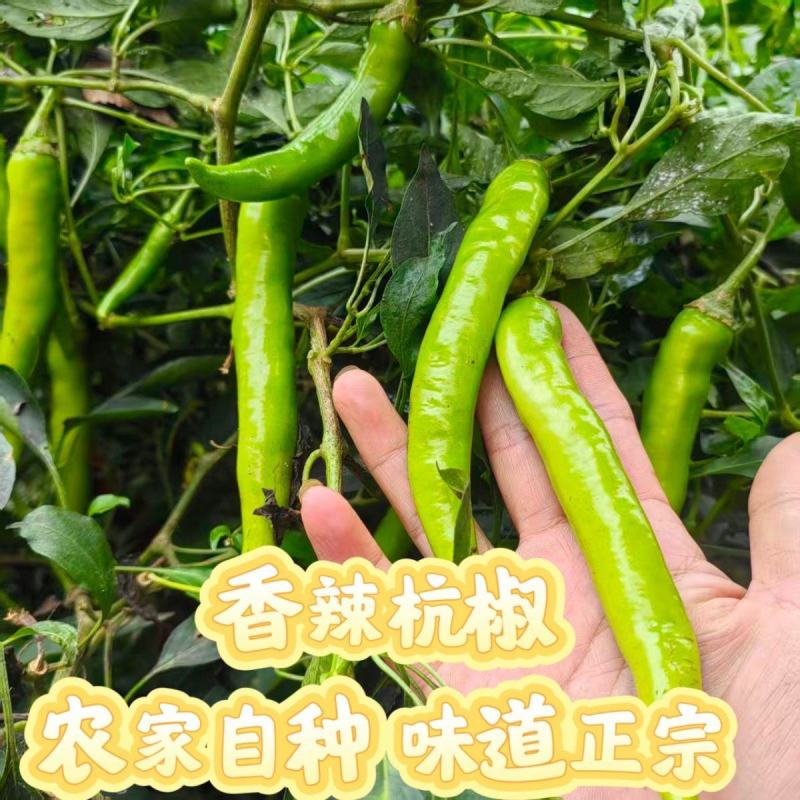 精品杭椒品质好色泽亮丽质量有保障适合电超各市场批发有售联