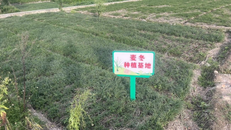 福建麦冬干净无杂质质量保证量大从优欢迎咨询