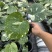 白锦龟背竹洒金龟背竹锦化植物荷兰日本进口白龟切苗好养