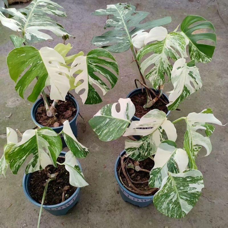 白锦龟背竹洒金龟背竹锦化植物荷兰日本进口白龟切苗好养