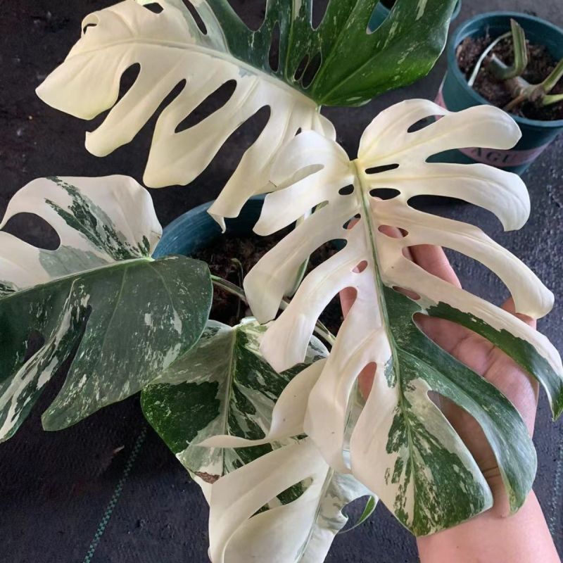 白锦龟背竹洒金龟背竹锦化植物荷兰日本进口白龟切苗好养