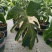 白锦龟背竹洒金龟背竹锦化植物荷兰日本进口白龟切苗好养