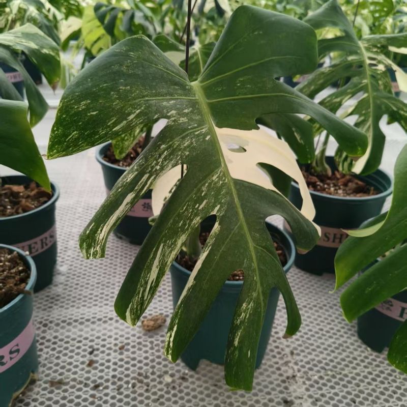 白锦龟背竹洒金龟背竹锦化植物荷兰日本进口白龟切苗好养