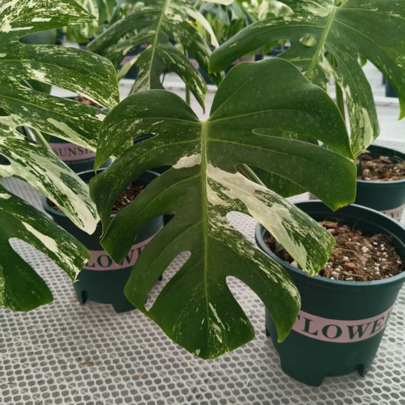 白锦龟背竹洒金龟背竹锦化植物荷兰日本进口白龟切苗好养