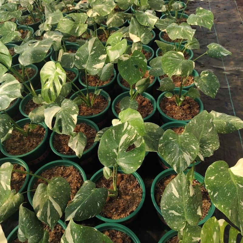 白锦龟背竹洒金龟背竹锦化植物荷兰日本进口白龟切苗好养