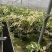 白锦龟背竹洒金龟背竹锦化植物荷兰日本进口白龟切苗好养
