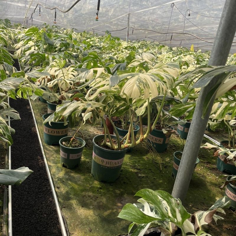 白锦龟背竹洒金龟背竹锦化植物荷兰日本进口白龟切苗好养