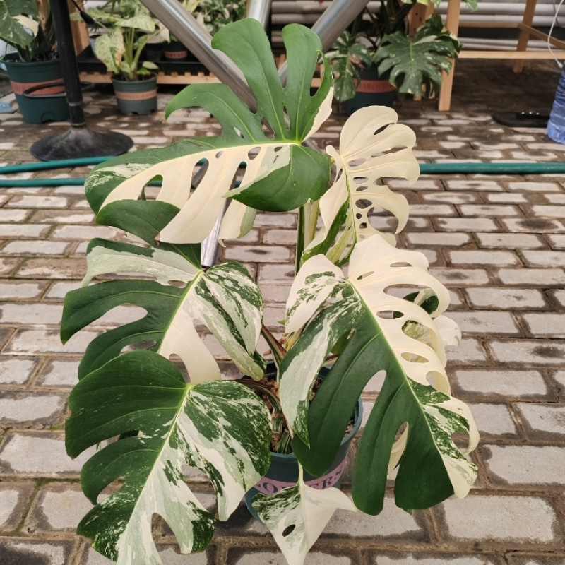 白锦龟背竹洒金龟背竹锦化植物荷兰日本进口白龟切苗好养