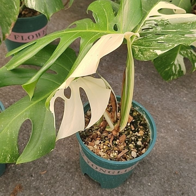 白锦龟背竹洒金龟背竹锦化植物荷兰日本进口白龟切苗好养