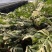 白锦龟背竹洒金龟背竹锦化植物荷兰日本进口白龟切苗好养