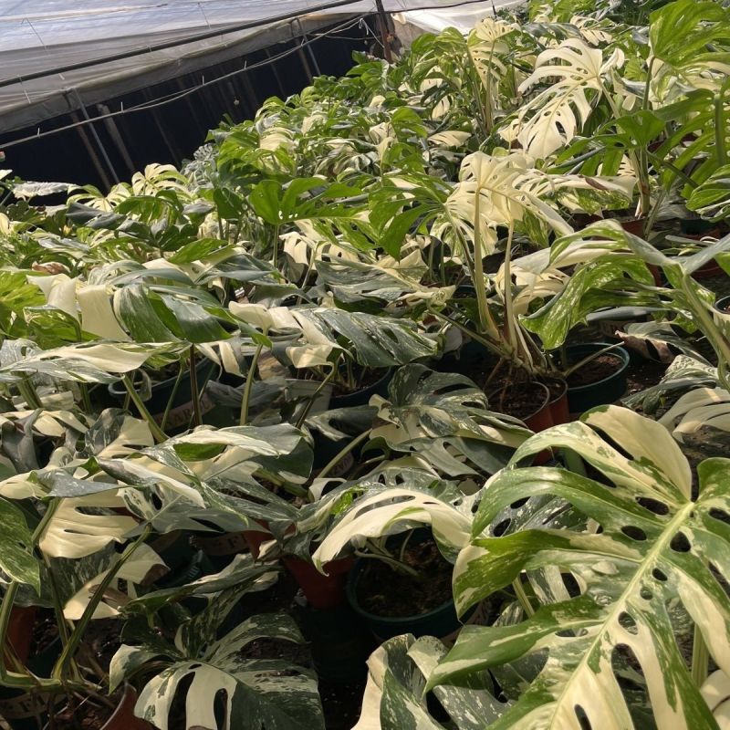 白锦龟背竹洒金龟背竹锦化植物荷兰日本进口白龟切苗好养