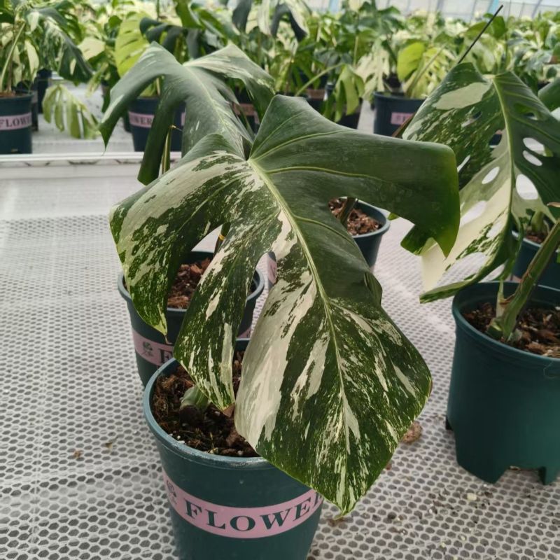 白锦龟背竹洒金龟背竹锦化植物荷兰日本进口白龟切苗好养
