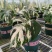 白锦龟背竹洒金龟背竹锦化植物荷兰日本进口白龟切苗好养