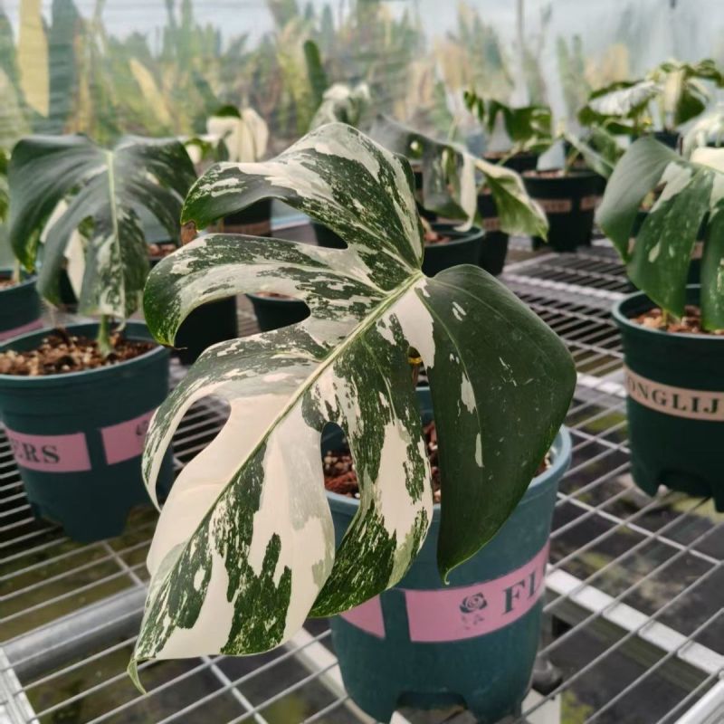 白锦龟背竹洒金龟背竹锦化植物荷兰日本进口白龟切苗好养