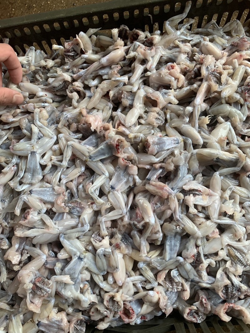 牛蛙小肉小号牛蛙牛蛙肉冰鲜蛙肉