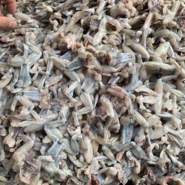 牛蛙小肉小号牛蛙牛蛙肉冰鲜蛙肉