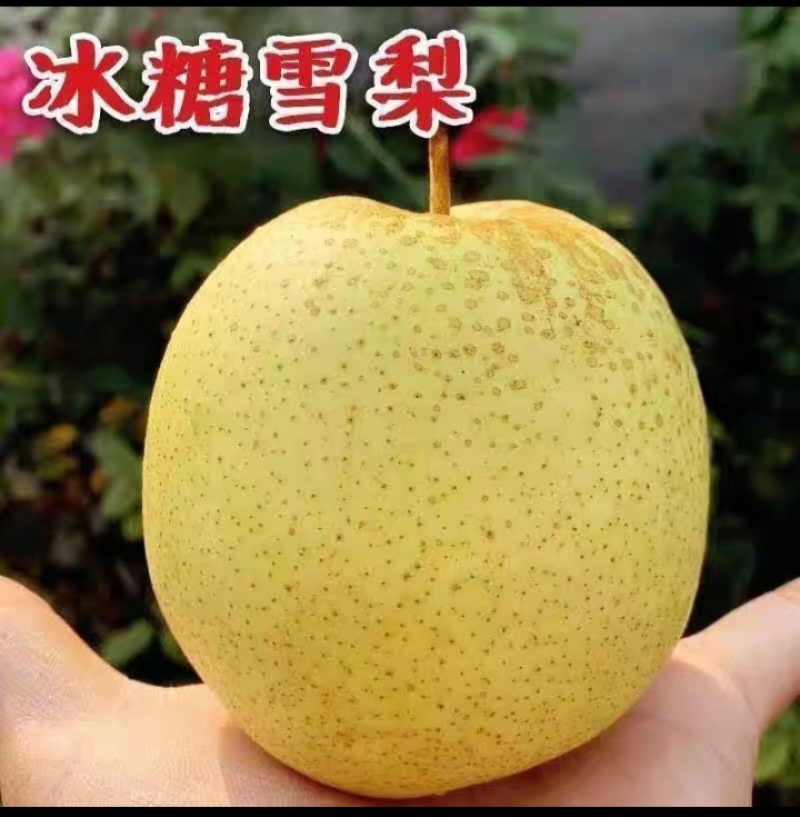 正宗雪梨河北雪花梨赵州雪花梨新鲜梨子水果润肺冰糖雪梨甜酥
