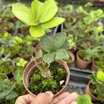 墨西哥铁树四叶草室内桌摆绿植懒人小盆栽耐旱好养易活