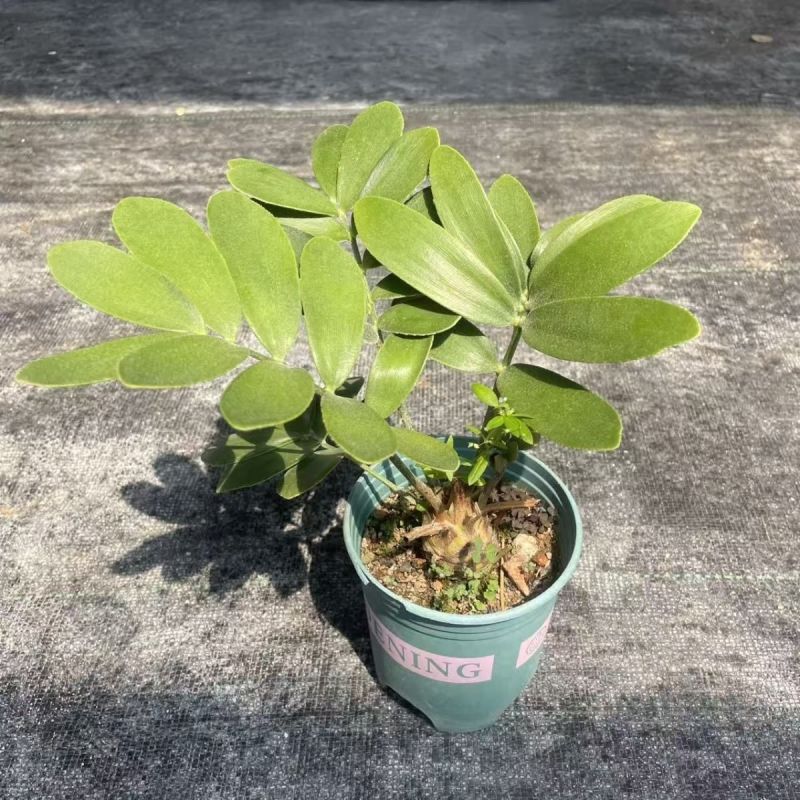 墨西哥铁树四叶草室内桌摆绿植懒人小盆栽耐旱好养易活