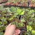 墨西哥铁树四叶草室内桌摆绿植懒人小盆栽耐旱好养易活