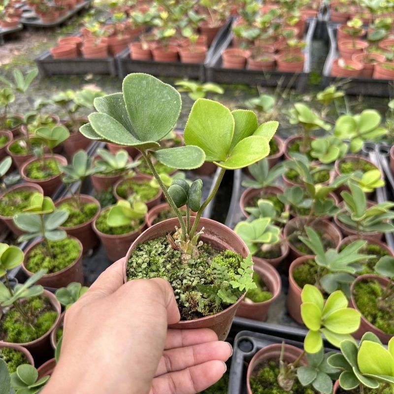 墨西哥铁树四叶草室内桌摆绿植懒人小盆栽耐旱好养易活