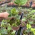 墨西哥铁树四叶草室内桌摆绿植懒人小盆栽耐旱好养易活