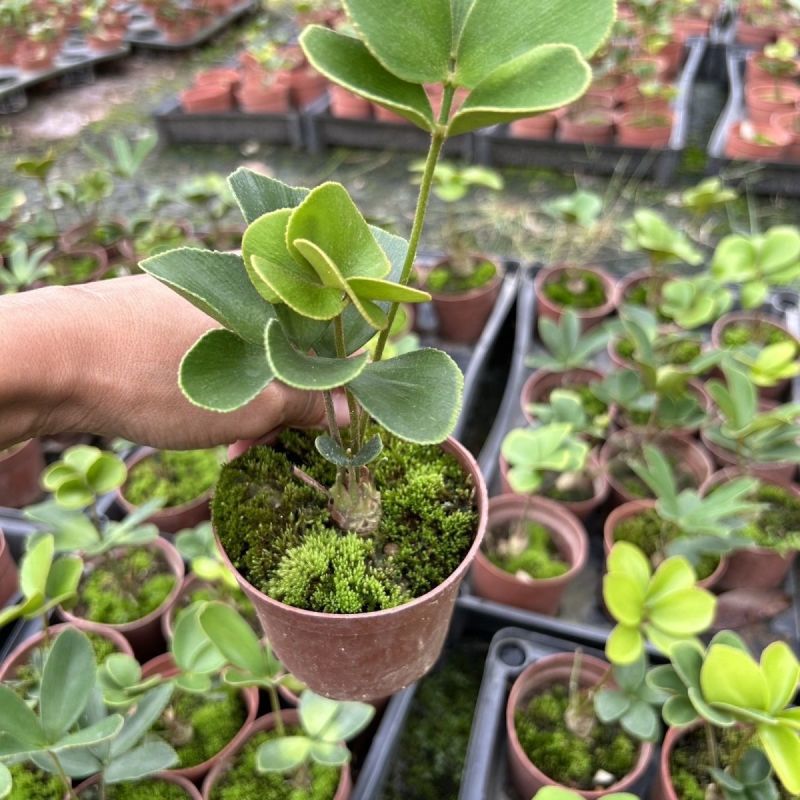 墨西哥铁树四叶草室内桌摆绿植懒人小盆栽耐旱好养易活