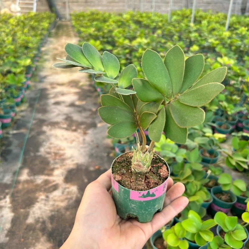 墨西哥铁树四叶草室内桌摆绿植懒人小盆栽耐旱好养易活